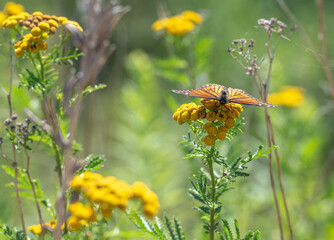 butterfly on a flower