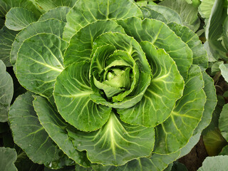 Obraz premium Close up of a cabbage growing in a garden patch