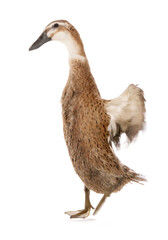 indian runner adult duck