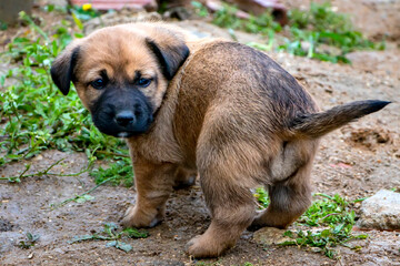 Adorable and curious puppy. Little cute puppies. Close up photo. Concept of softness, love of animals, family, puppies and dog.