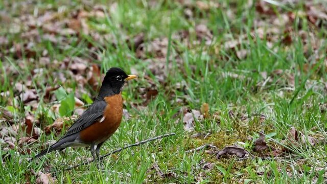 A robin feeding on worms in a grass lawn, slow motion