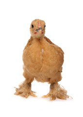 bantam buff pekin chicken