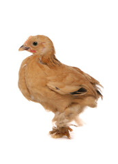 bantam buff pekin chicken