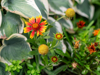 yellow and red flower