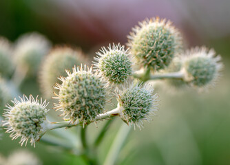 thistle in bloom