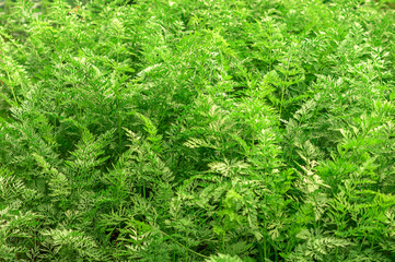 Growing carrots in a vegetable field in the open field. Carrot growing field. Agricultural industry. Garden background of batwa carrots close up.