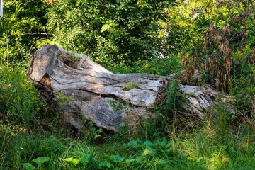 stump in the forest