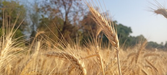 Field of barley