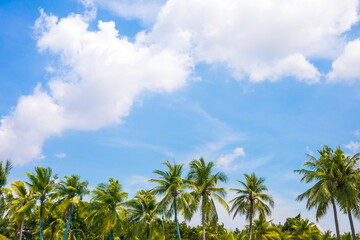 Naklejka na ściany i meble Green coconut leaf tree or palm tree with blue sky and clouds on the background.