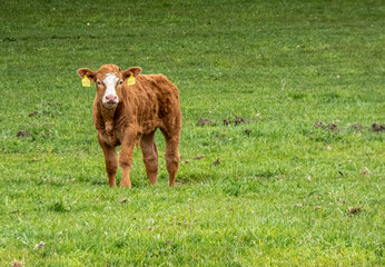 Kalb mit Blick in die Kamera auf einer saftig grünen Wiese