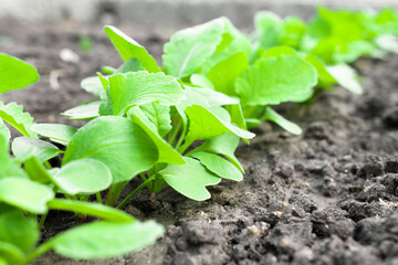 Green leaves radishes located in the soil close-up. Gardening and farming. Getting vegetables on the beds and taking care of them.
