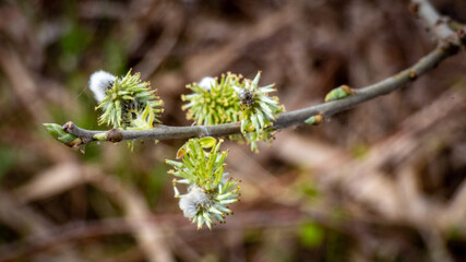 Weidenkätzchen fokussiert an einem Ast