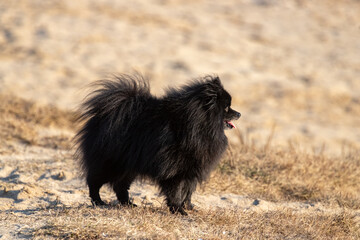 Cute black Pomeranian on a sandy beach in spring in profile close-up. deutscher spitz.