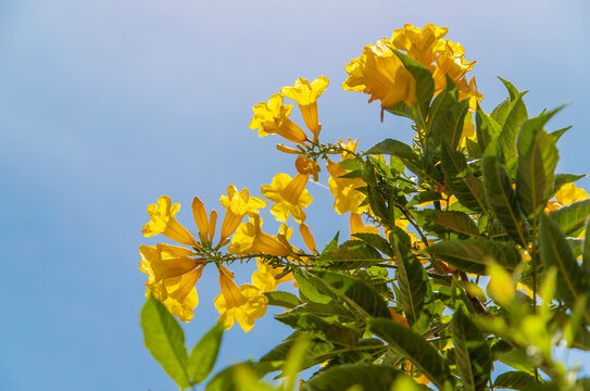Blooming tekoma erect yellow flowers against the sky. Selective focus.