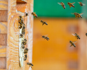 bee hive - bee breeding (Apis mellifera) close up
