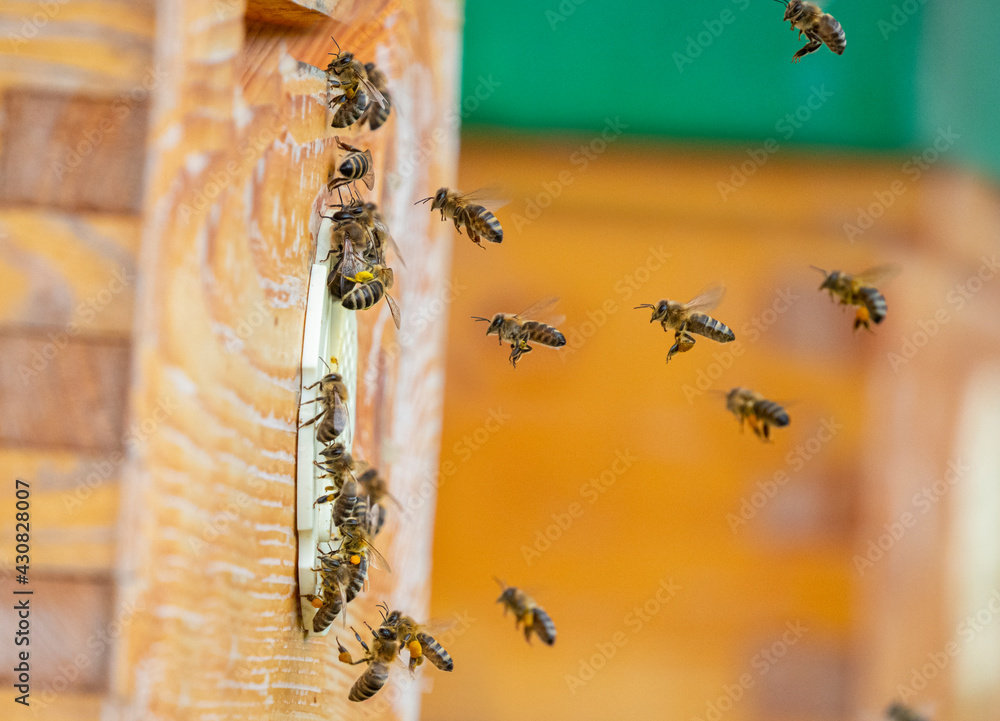 Canvas Prints bee hive - bee breeding (Apis mellifera) close up