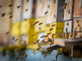 bee hive - bee breeding (Apis mellifera) close up