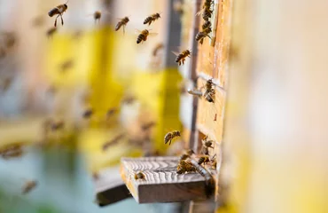 Keuken foto achterwand Bij bijenkorf - bijenteelt (Apis mellifera) close-up