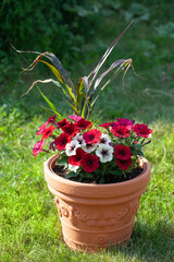 Fototapeta na wymiar flower arrangement of dark red and white petunias with dark veins and ornamental grass in the garden. Garden flowers in a terracotta pot