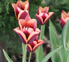 Triumph Tulips 'Slawa' or Tulipa muvota with deep purplish brown centre and petals with copper colored edges as mature blooming  - obrazy, fototapety, plakaty
