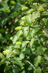 Fototapeta na wymiar Close up of a green bush
