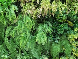 Artificial green leaves wall. Interior design background.