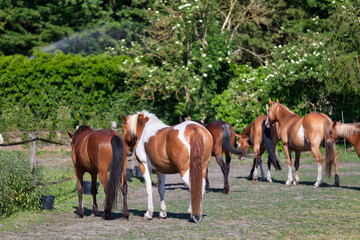Group of horses grazing on a pasture.