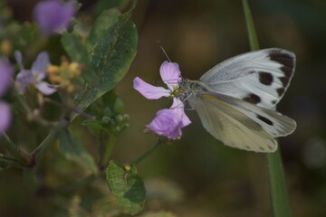 butterfly on flower