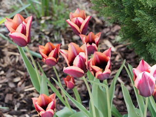 Triumph Tulips 'Slawa' or Tulipa muvota. Strong stemmed tulips in red and orange petals with copper or pastel colored edges - obrazy, fototapety, plakaty