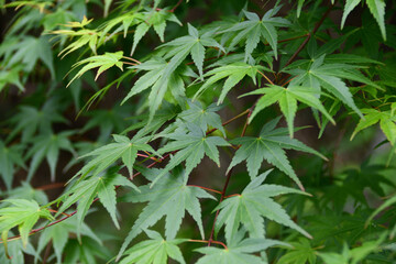 新緑の季節のカエデの葉