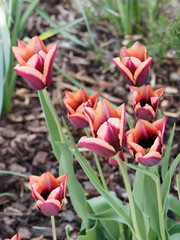 Stunning flowers of tulip 'Slawa' or Tulipa muvota with wine red and orange petals, pinkish apricot edge on mature flowers - obrazy, fototapety, plakaty