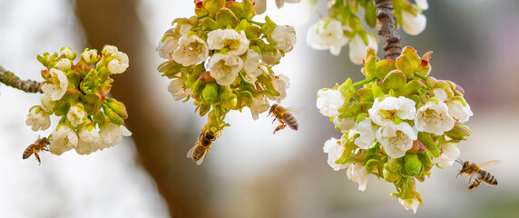 bee (Apis mellifera) close up on cherries flowers