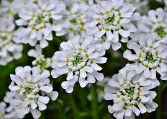 white flowers of a tree