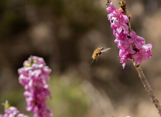 Ein Insekt mit dem Namen Taubenschwänzchen fliegt mit ihrem Rüssel zu der Blüte des Seidelbast