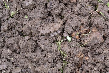 Close-up of dark heavy wet plowed soil, large clumps of soil with roots after excavation. Plowed,...
