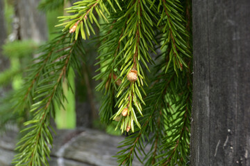 Spring natural and garden background for design. Close-up of spruce branches with young buds over an old wooden fence.
