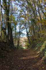 Fototapeta premium chemin forestier, suisse