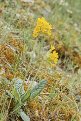 cowslip, plant in bloom
