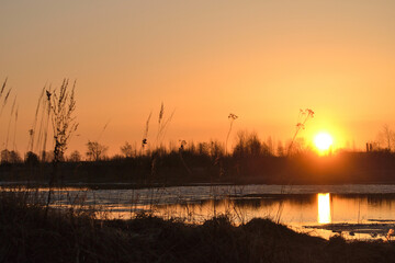 Naklejka premium Spring landscape with a golden sunset sky reflected in cold water, silhouettes of bare trees and dry grass.