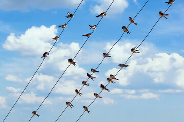 house martins laid on the electric wires