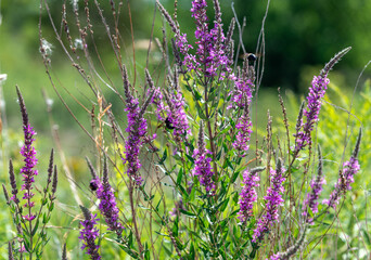 Purple wild flowers in a garden