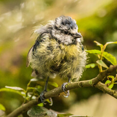 Tatty blue tit 