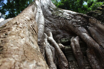 angkor wat temple cambodia phnom penh siem reap