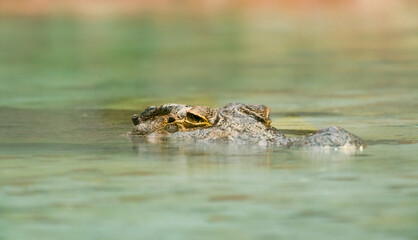 Crocodile swimming on top of water at gator park in St. Augustine Florida.