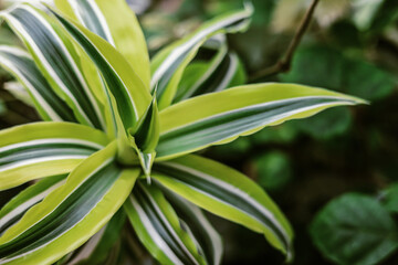 Naklejka na ściany i meble Green palm houseplant with striped leaves.