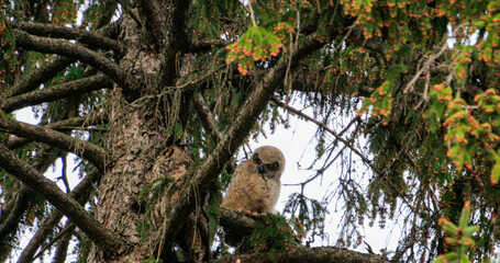 Fototapeta premium A great horned owlet photographed in Ontario Canada