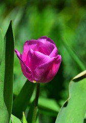 tulip in the garden
