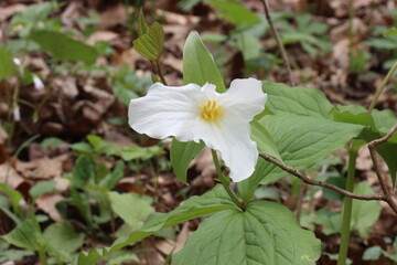 a little white flower grows in the woods 