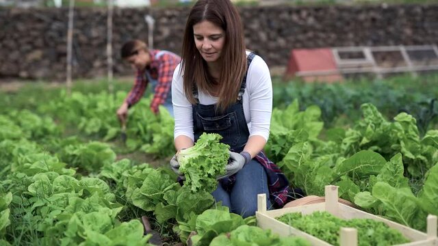 Happy caucasian woman gardening and picking up fresh lettuce - Fresh and healty food - Gardening people concept