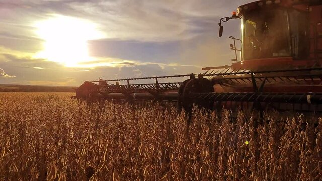 Colheita de soja ao entardecer do dia.